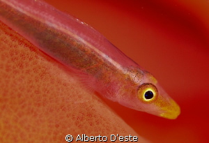 red goby by Alberto D'este 